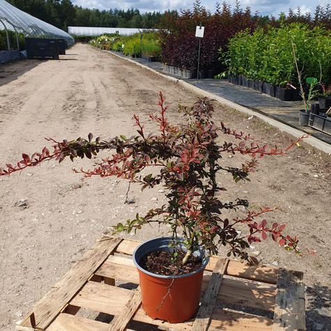 Berberys Thunberga Atropurpurea (C2)