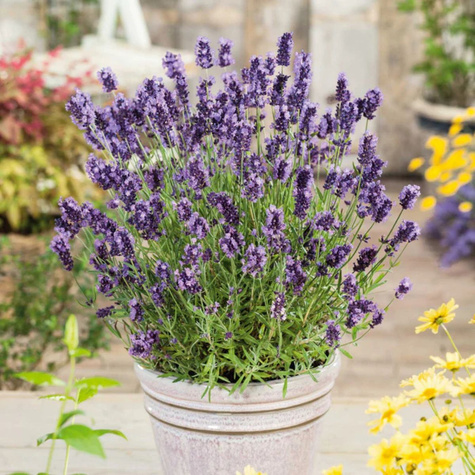 Zestaw Lawenda wąskolistna Ellagance purple 6 szt