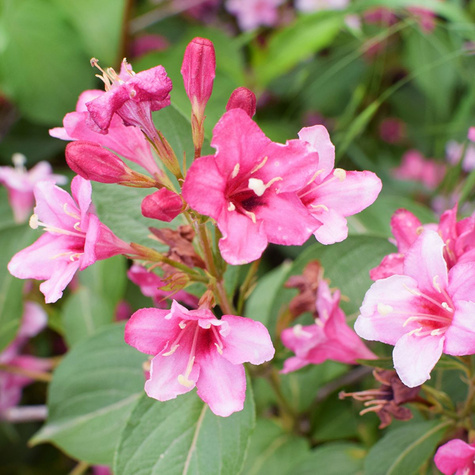 Krzewuszka cudowna Korea (P9)