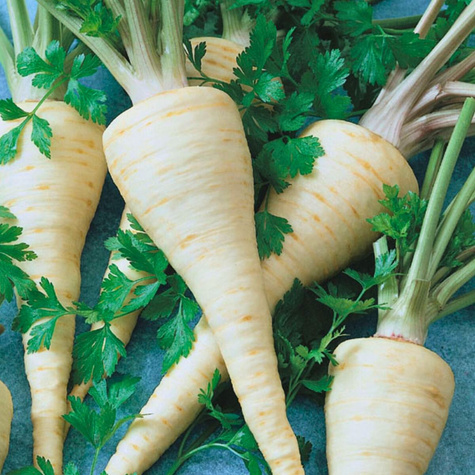 Nasiona na taśmie Pietruszka Samba