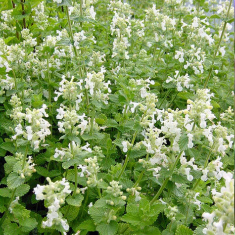 Kocimiętka Faassena Alba (C2)