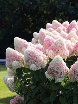 Hortensja bukietowa Living Summer Love (C2)