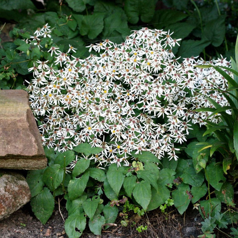 Aster rozkrzewiony Beth Chatto Biały (C2)