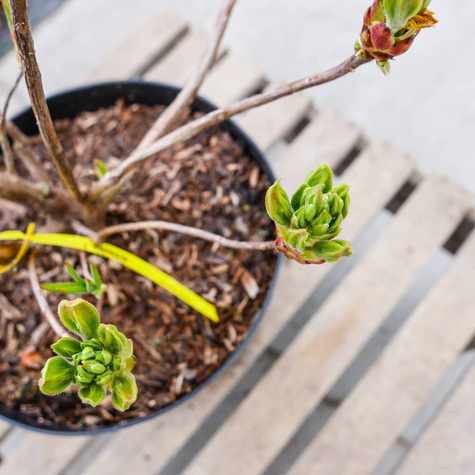 Azalia wielkokwiatowa żółta (C2)