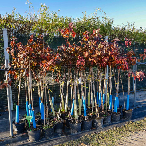 Pęcherznica kalinolistna Diabolo FA (C5)