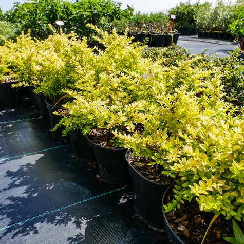 Suchodrzew mirtolistny Golden Glow (C2)