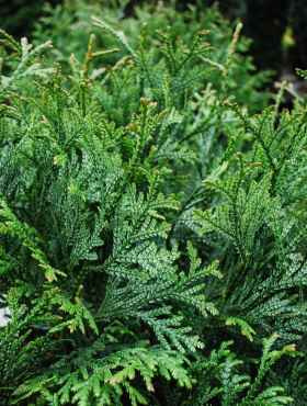 Żywotnikowiec japoński (C2)