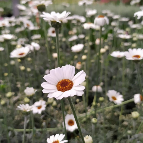 Stokrotka marokańska Casablanca (C2)