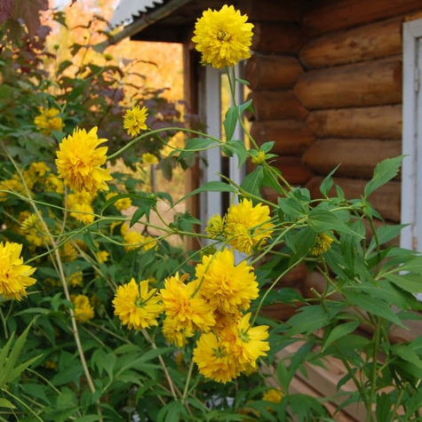 Rudbekia naga Goldquelle (C2)