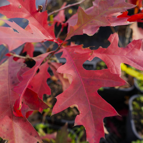 Dąb burgundzki frędzelkowy Wiatrochron (C2)