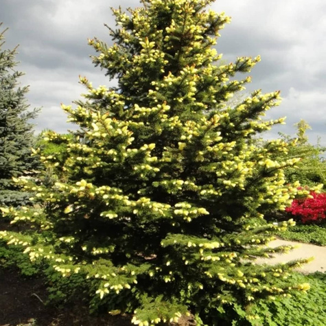 Świerk biały Maigold (C2)