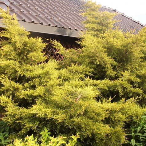 Jałowiec chiński Kuriwao Gold (C2)