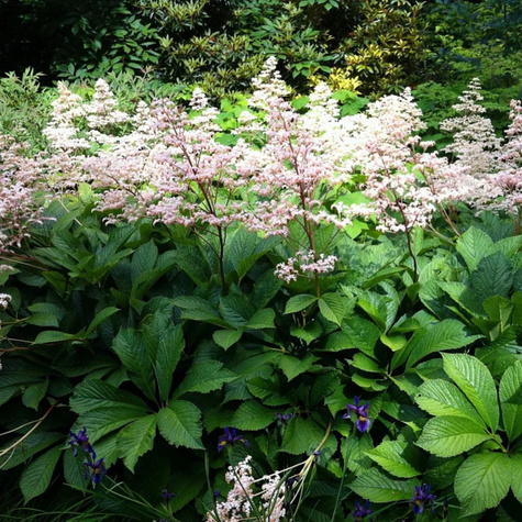 Rodgersja kasztanowcolistna (C2)