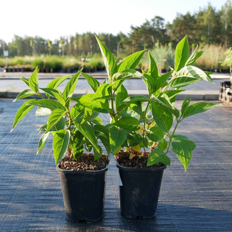 Hortensja bukietowa Pink Promise (C2)