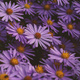 Aster sercolistny Silver Spray fioletowy (C2)