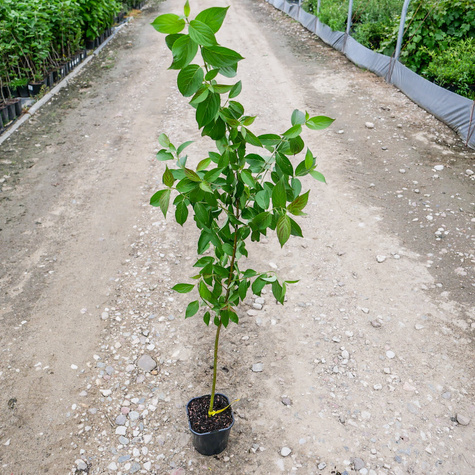 Dereń jedwabny (C2)