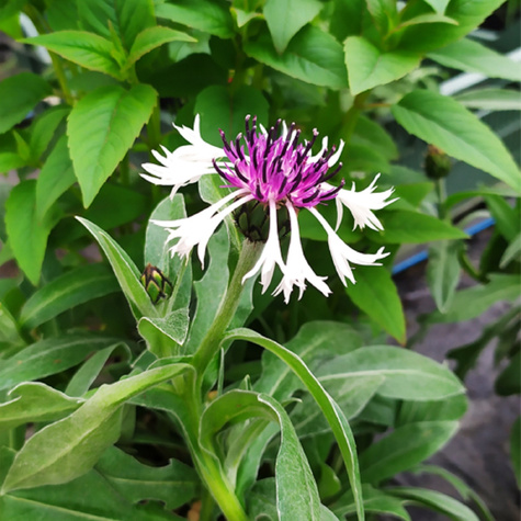 Chaber górski Alba (C2)