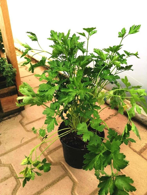 Pietruszka naciowa Gigante di Nap (C2)