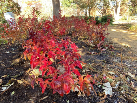 Zadrzewnia czarna Kodiak Black (C2)