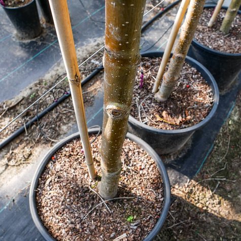 Jarząb turyński (obw.6-8 cm H200/300)