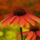 Jeżówka purpurowa Orange Skipper pomarańczowa (C2)