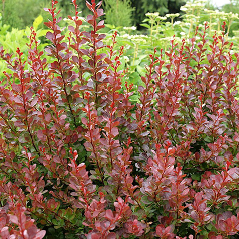 Berberys Thunberga Orange Sunrise (C1.7)