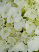 Hortensja ogrodowa ''Soeur Thérèse' (P9)