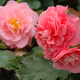 Begonia bulwiasta Non Stop różowa tuberhibrida