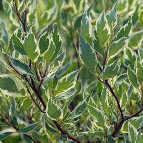 Dereń biały Elegantissima (C2)