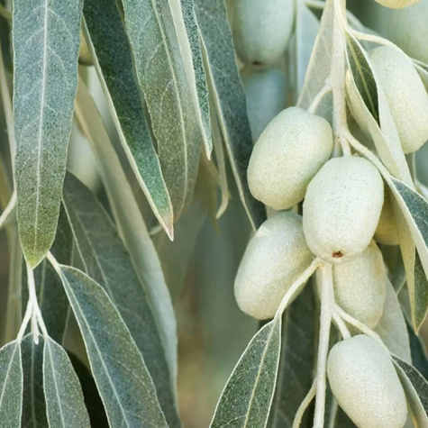 Oliwnik wąskolistny (C2)