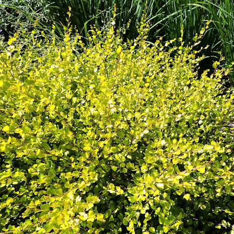 Brzoza karłowata krzaczasta Golden Treasure (C2)