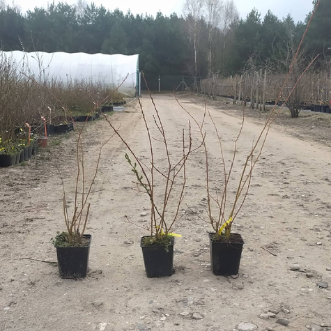 Wierzba Flame czerwone pędy (C2)