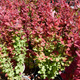 Berberys Thunberga Orange Sunrise (C2)