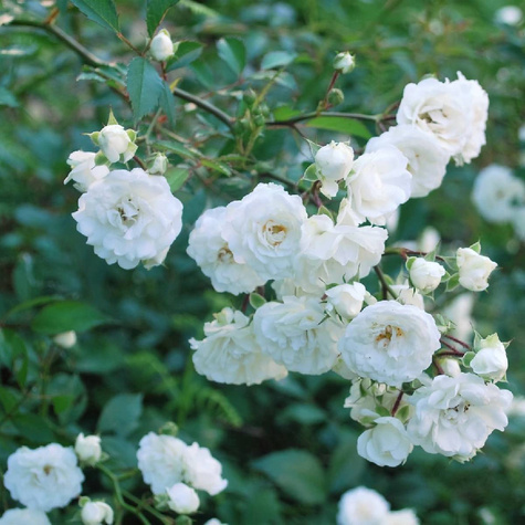 Róża okrywowa Alba Meidiland (P9)