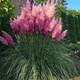 Trawa Pampasowa Rosea (C2)