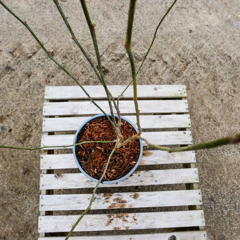 Magnolia purpurowa Nigra (C2)