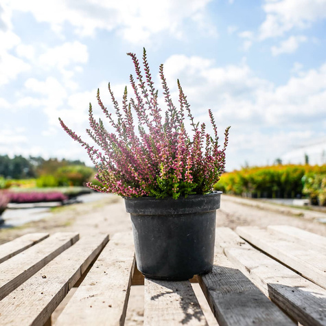 Wrzos pospolity Dark Beauty