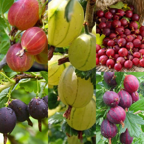 Zestaw Agrestowa Fiesta Plant Pack