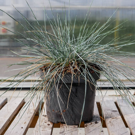 Kostrzewa popielata sina Eisvogel (C2)