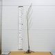 Brzoskwinia Envoy Plant Pack