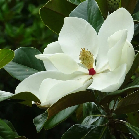 Magnolia wielkokwiatowa (C2)