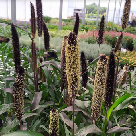 Rozplenica Perłowa Purple Baron (C2)