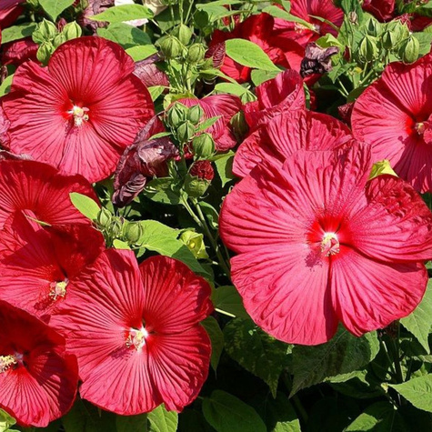 Hibiskus bylinowy Nippon Red (C2)