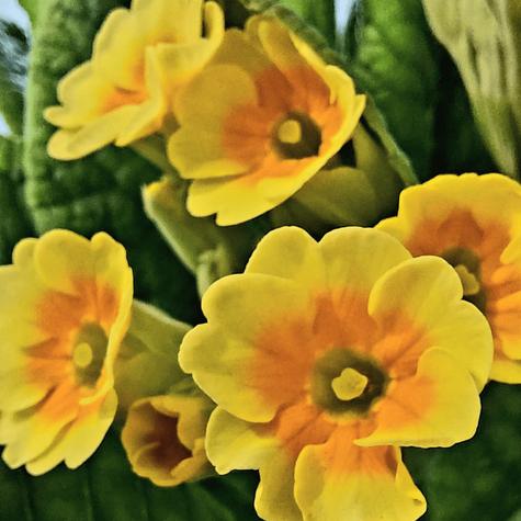 Pierwiosnek lekarski Lime with Orange (C2)