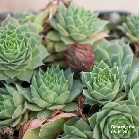 Rojnik murowy Triste