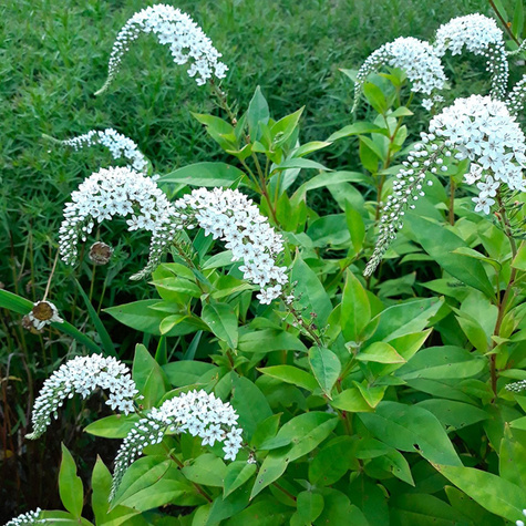 Tojeść orszelinowa (C2)