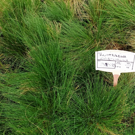 Kostrzewa amnetystowa