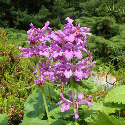 Czyściec wielkokwiatowy Superba (C2)