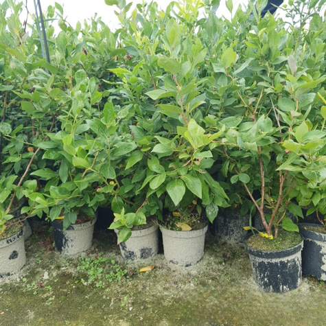 Borówka amerykańska Bluejay średnio wczesna (C2)