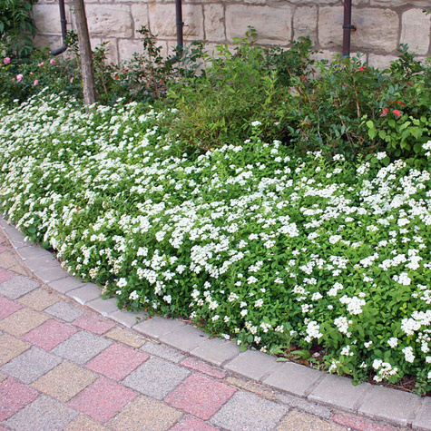 Tawuła japońska Albiflora (C2)